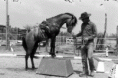 /album/obrazky2/caspian-horse-gif/
